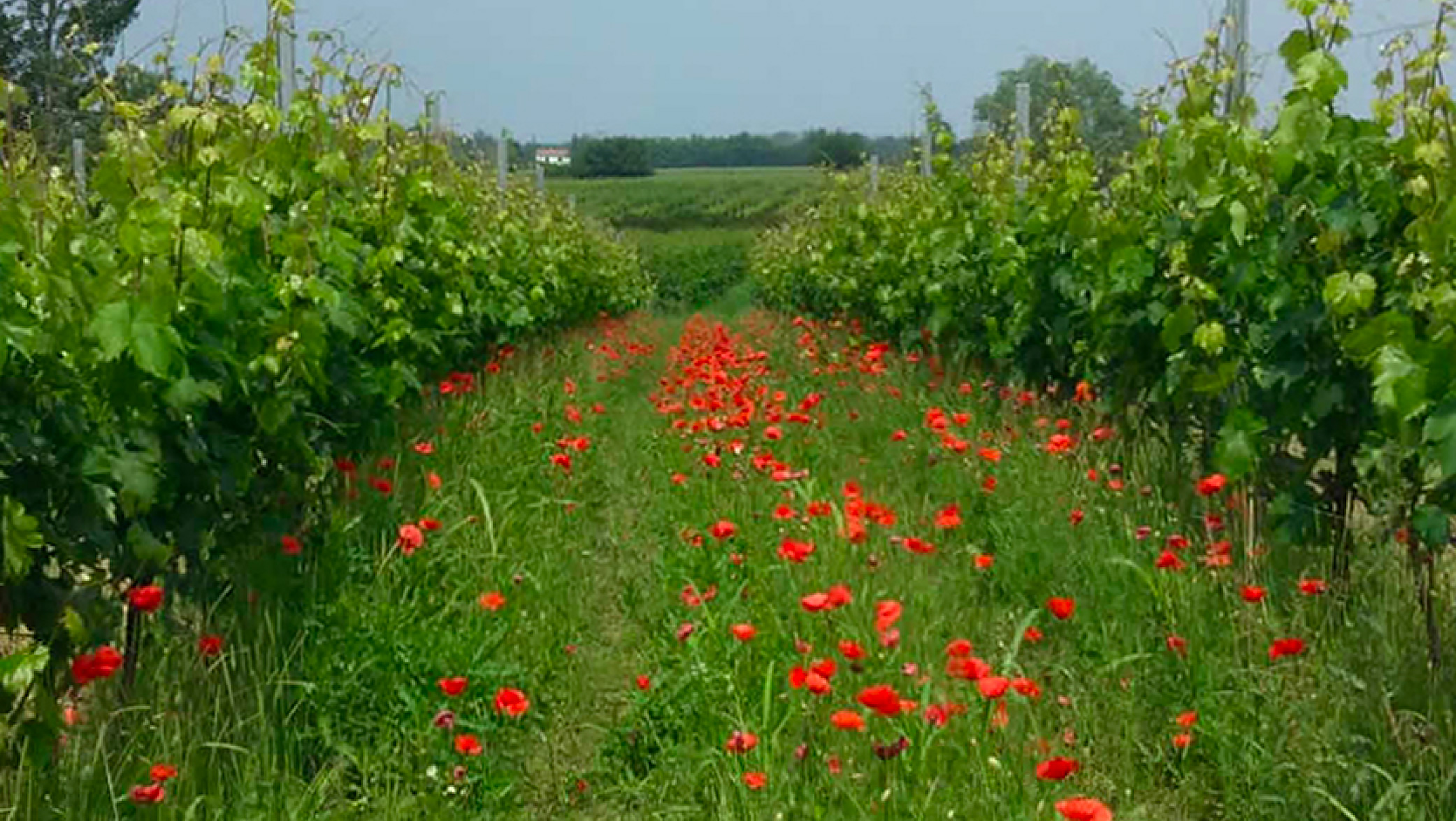 Zamichele - l'erba tra i filari delle nostre vigne conferma che non utilizziamo diserbanti e disseccanti.