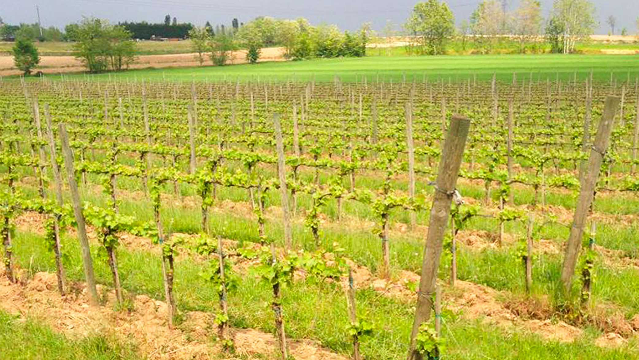 Zamichele - l'erba tra i filari delle nostre vigne conferma che non utilizziamo diserbanti e disseccanti.